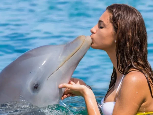 Dolphin Island